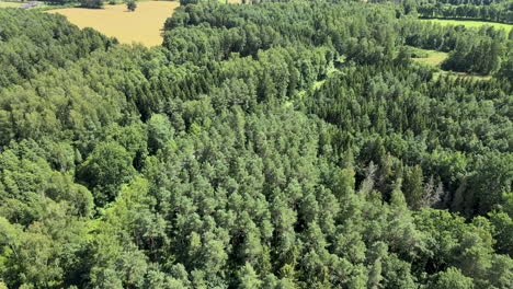 Imágenes-Aéreas-De-Arriba-Hacia-Abajo-Del-Bosque-Natural-Con-Muchos-árboles-En-La-Naturaleza-Durante-El-Día-Soleado