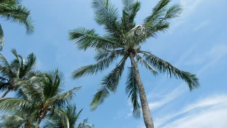 Long-angle-view-of-coconut-tree-against-blue-sky-,