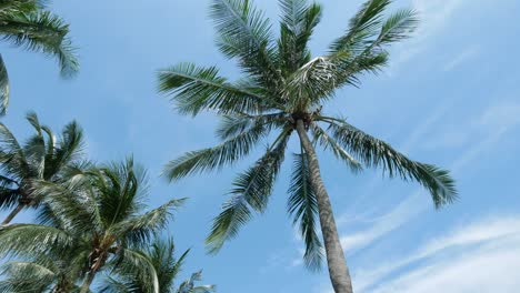 Long angle view of coconut tree against blue sky ,