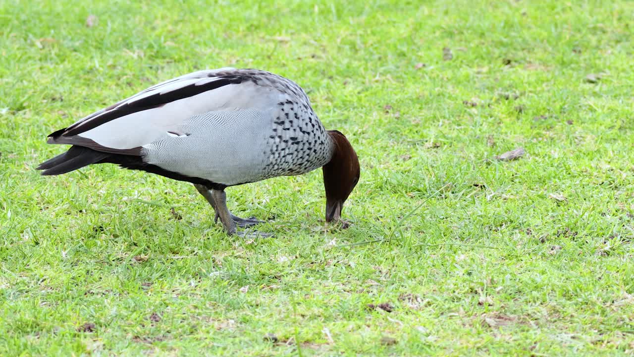 잔디 에 있는 얼룩진 오리