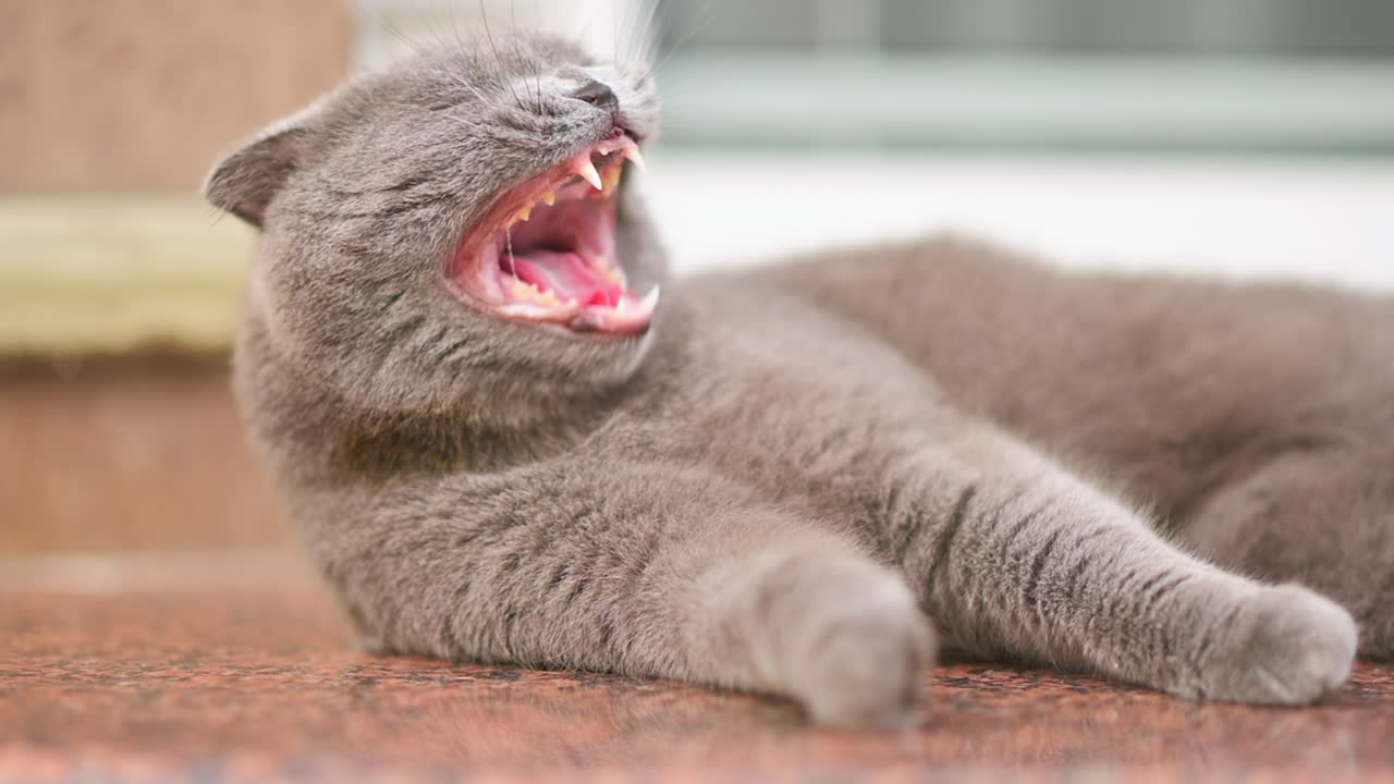 Close up of a gray cat peacefully lying on the brown floor