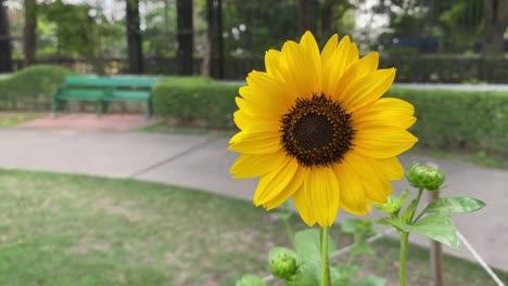 Schöne-Sonnenblumenpflanze-Mit-Verschwommener-Bank-Im-Hintergrund