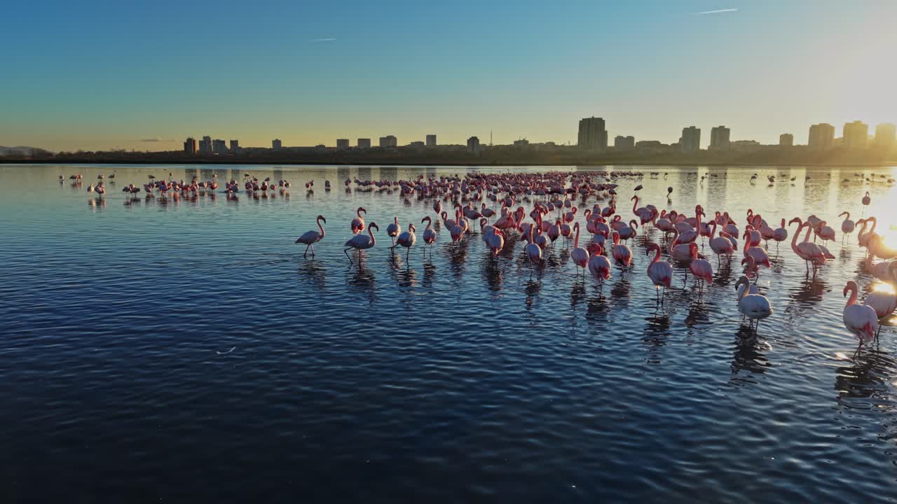 Flamingos gather in water at sunset in a city location