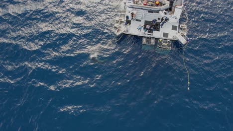 Aerial,-Drone-shot-of-Great-white-shark,-Carcharodon-carcharias,-trying-to-catch-a-piece-of-bait-at-Guadalupe-Island,-Mexico