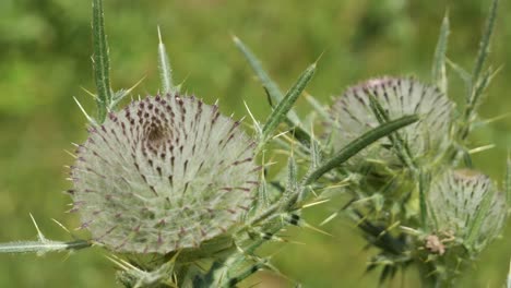 Tres-Brotes-De-Una-Gran-Planta-De-Cardo-Lanudo-Blanco-Ondeando-En-El-Viento-En-El-Bosque-Negro,-Alemania---Cerrar