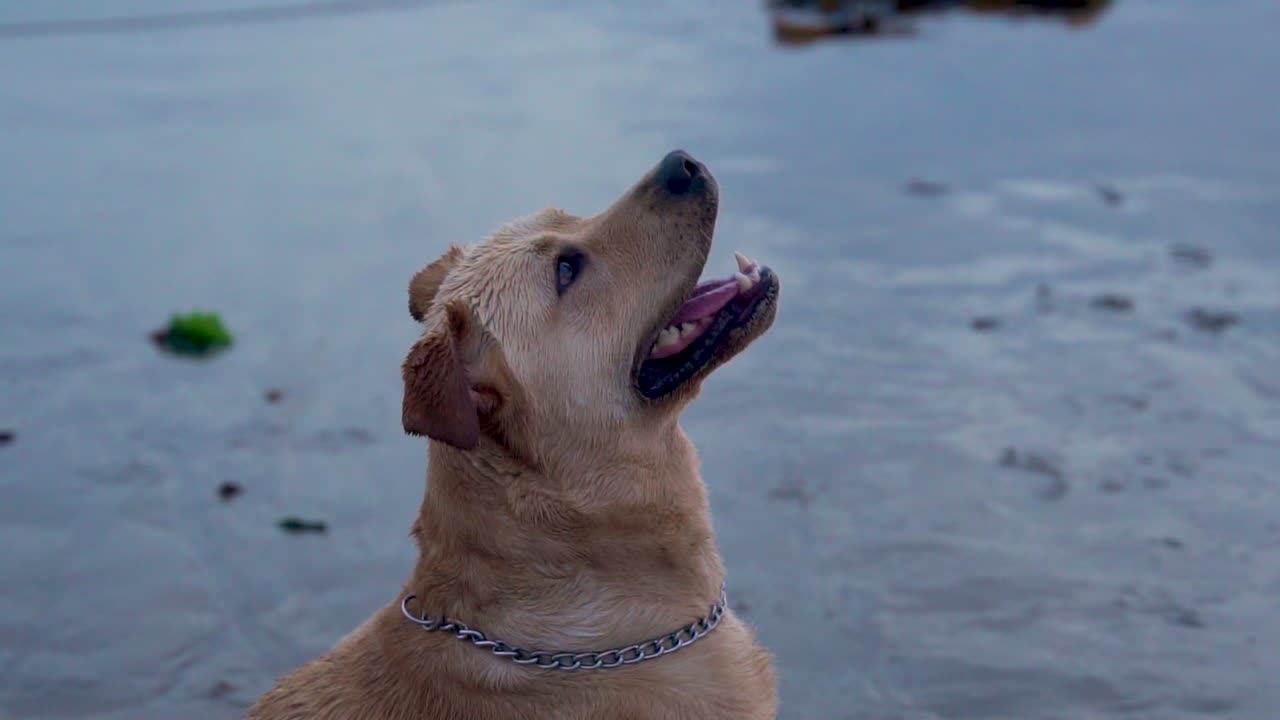 A slow motion shot of a profile of a dog looking up with open mouth at the beach
