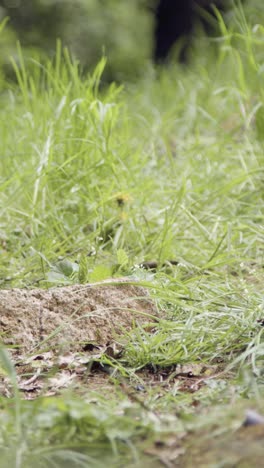 Close-Up-Vertical-Video-Of-Man-On-Mountain-Bike-Cycling-Along-Dirt-Trail-Through-Woodland-