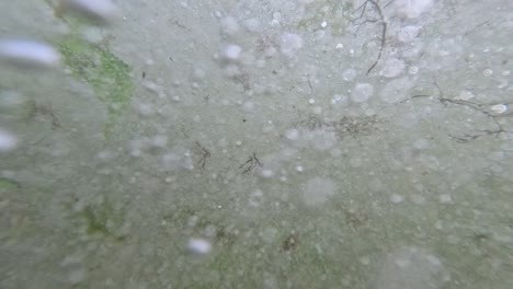 Bubbles,-seaweed-and-leafs-floating-in-water-moving-with-the-waves,-Uruguay