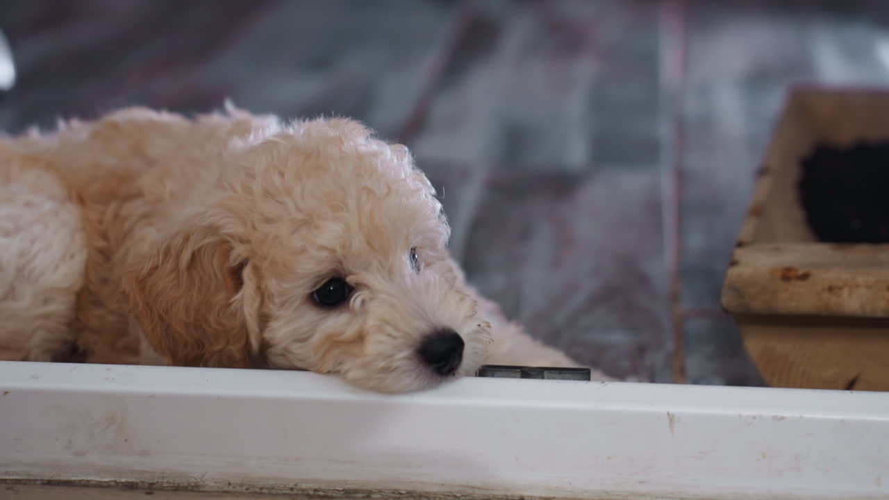 Adorable collie puppy lying on floor beside wooden pot filled with potting soil, close to open doorway, gazing forward with relaxed expression in cozy indoor environment with soft natural lighting