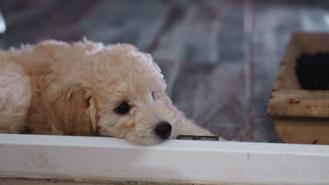 adorable collie puppy lying on floor beside wooden pot filled with potting soil, close to open doorway, gazing forward with relaxed expression in cozy indoor environment with soft natural lighting