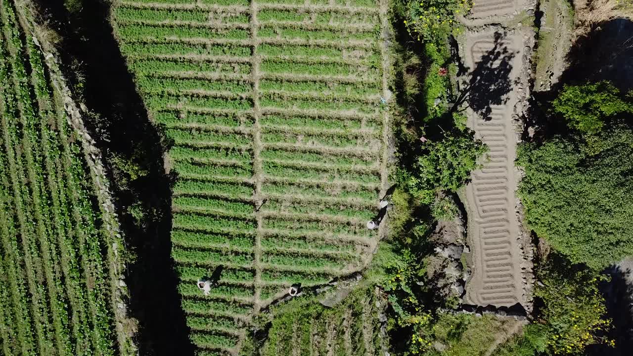 de arriba hacia abajo descendiendo en la granja agricultores agricultura huerta arrozales en remoto montañoso están en kabayan benguet filipinas