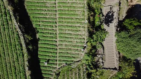 Top-down-descending-on-Farm-farmers-farming-vegetable-garden-rice-paddy-fields-in-remote-mountainous-are-in-Kabayan-Benguet-Philippine