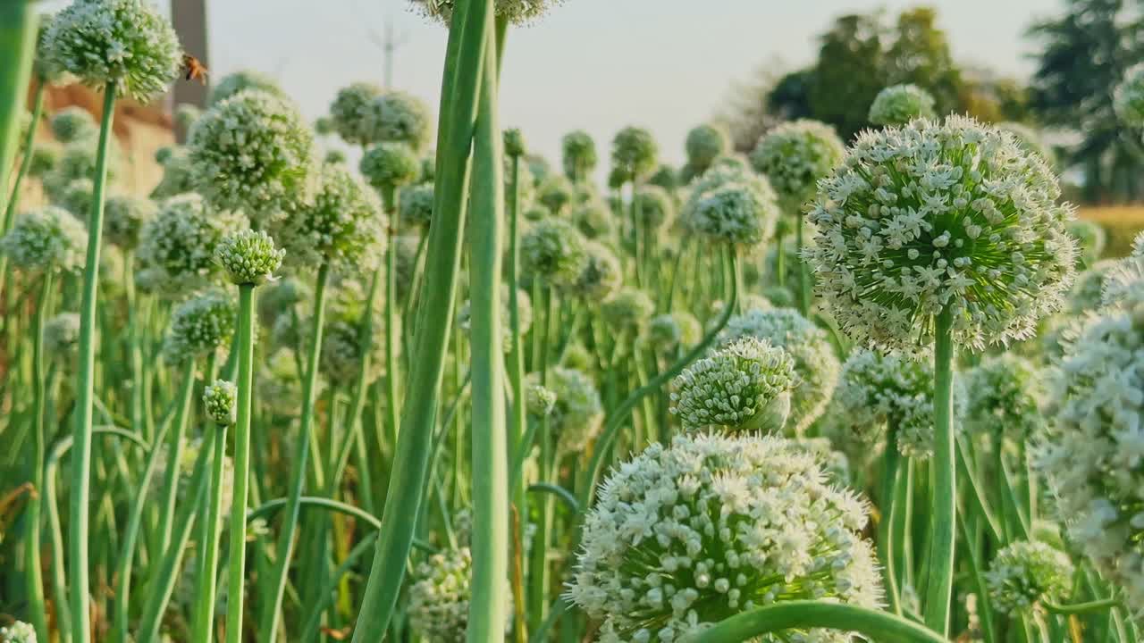 Agrupamento denso de plantas de cebola com flores brancas esféricas erguendo-se em talos verdes e altos, iluminado pela luz suave e dourada do sol em um campo agrícola vibrante.