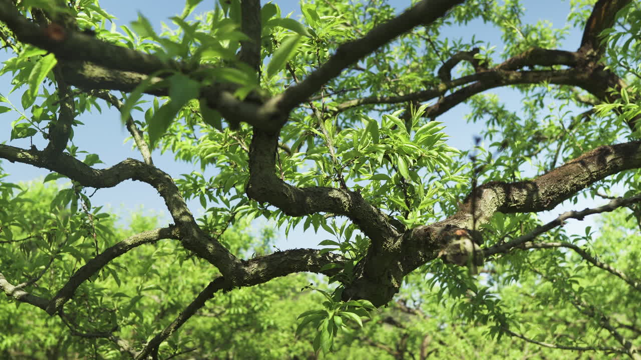 Close-up camera clip of plum blossom tree branches with backward motion. Beautiful blue sky in background and leaves blowing on wind. Shot on 4K.