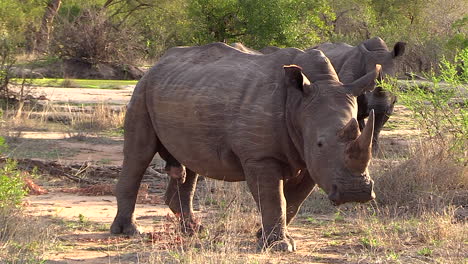 white rhino moves around in sunlight with grass sticking out of its mouth