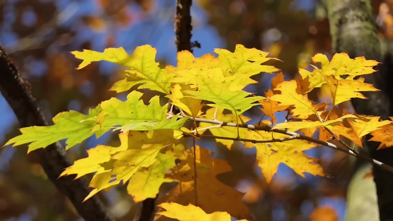 Yellow autumn leaves of an oak tree lit by the sun swaying in the wind
