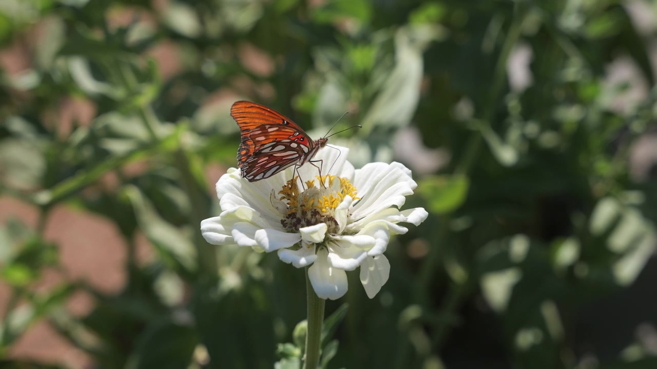 Una farfalla si posa su un fiore di zinnia bianca e raccoglie il polline, slow motion 4K.