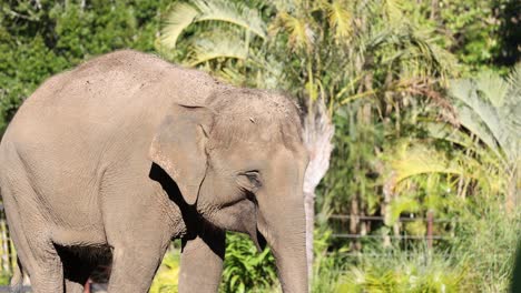 asian elephant walking in lush greenery