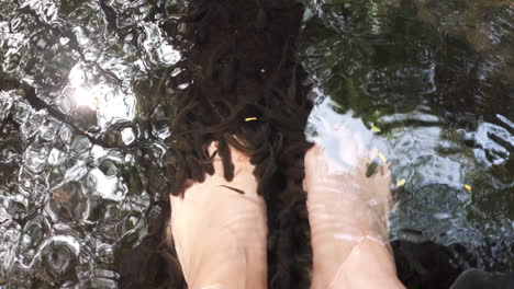 pov of fish pedicure with feet in water as tiny garra nibble providing relaxation