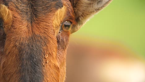 Macro-shot-of-head,-eye-and-ear-of-Red-Hartebeest,-Addo-Elephant-Park,-Africa