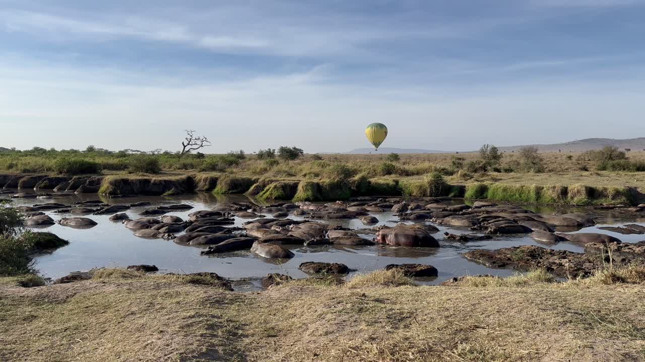 Mongolfiera che vola bassa nella savana vicino a un fiume dove riposano gli ippopotami, Parco nazionale del Serengeti in Tanzania