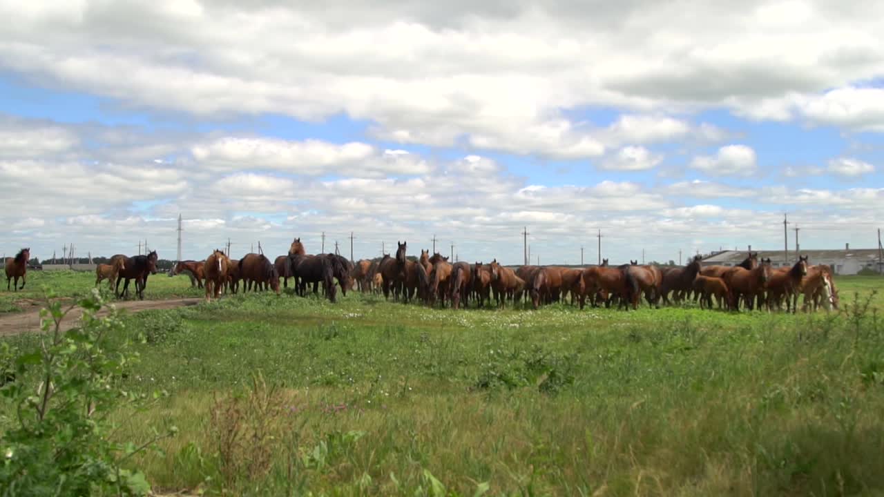 caballos en un campo