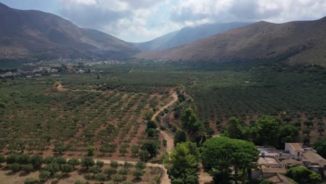 Valles-Y-Olivos-En-El-Campo-De-Sicilia