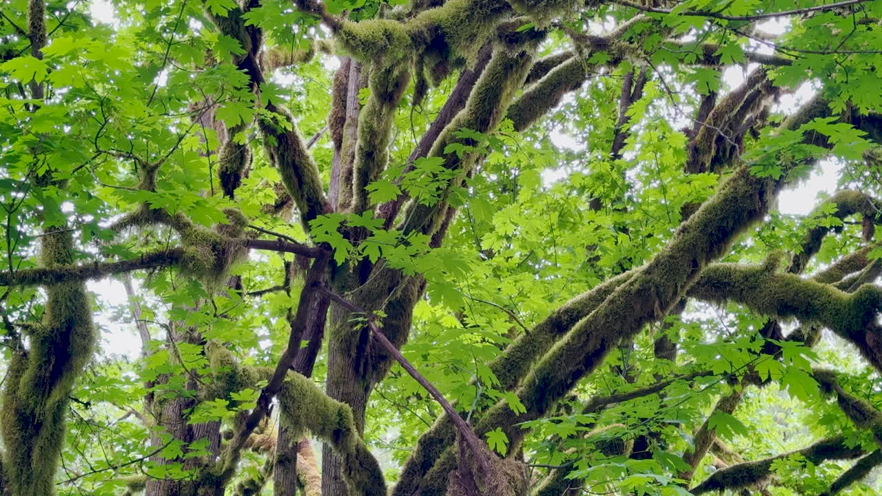 Closeup of a mossy tree in an Oregon Forest, tilt up shot.