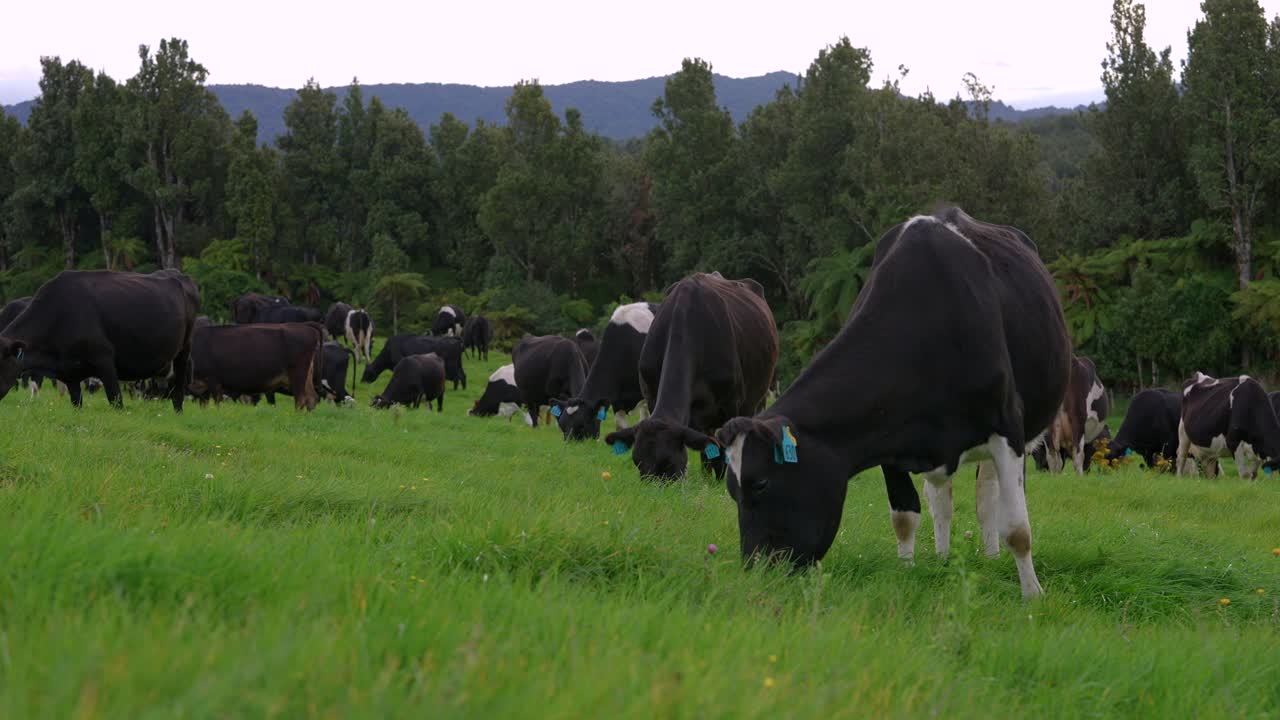 Bovini al pascolo su erba fresca e verde, che producono latte per il consumo umano, in un ranch.
