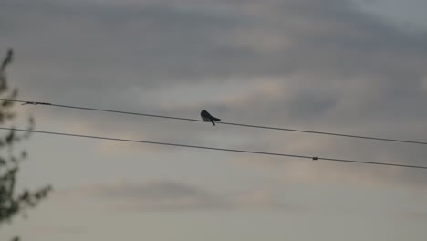 Blue-chickadee-bird-sits-on-a-clothesline-during-a-peaceful-sunset-4K