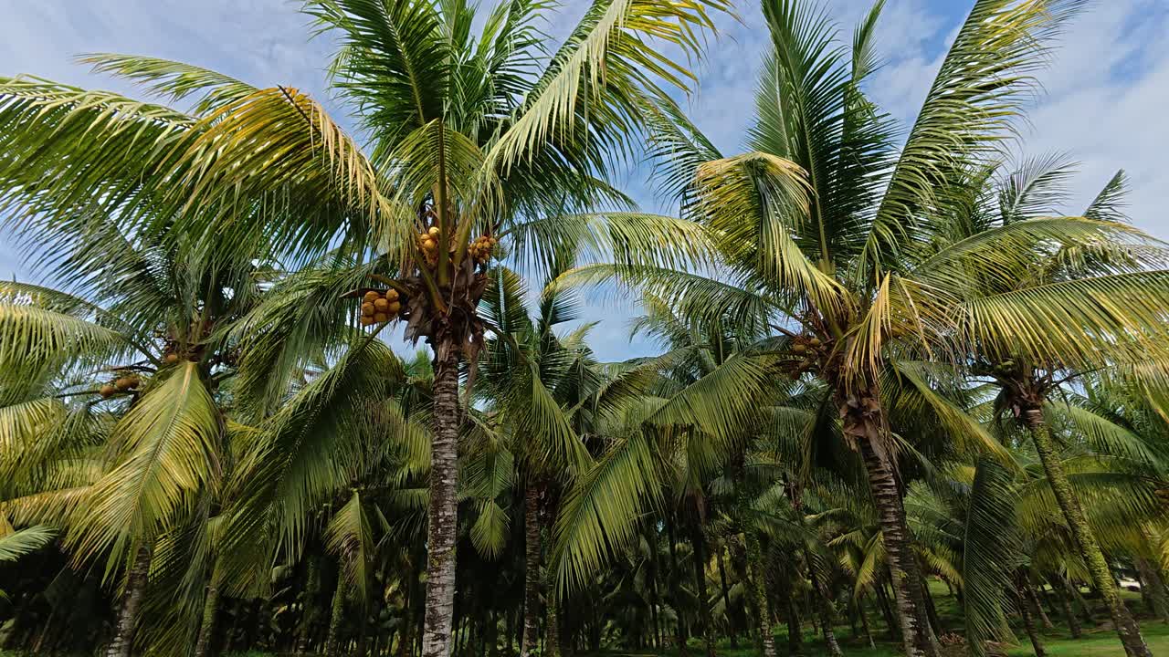 A vast plantation features mature coconut trees ready for harvest. The rows are clean, well-maintained, and highly organized. Lush green palms produce an abundant yield in this scenic farm