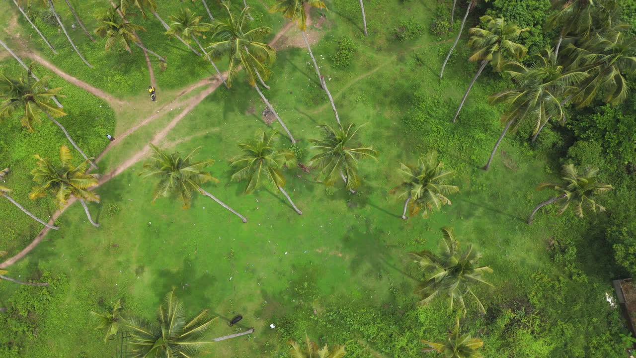 тропический белый песчаный пляж с кокосовой пальмой