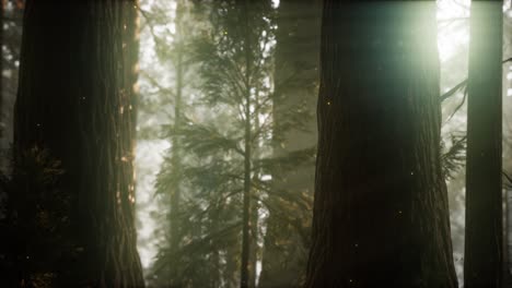 wild pine forest at sunrise