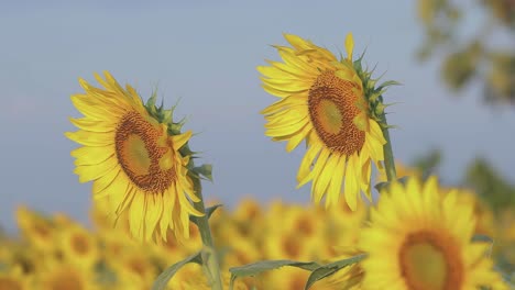 view of two sunflowers in the middle of a huge field with a selective focus and blurred background