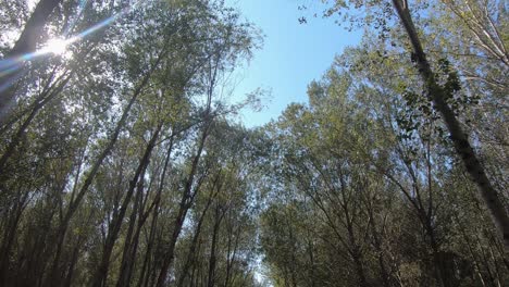 Trees,-garden-and-path-in-Hanshiqiao-Wetland-National-Park,-Beijing,-China