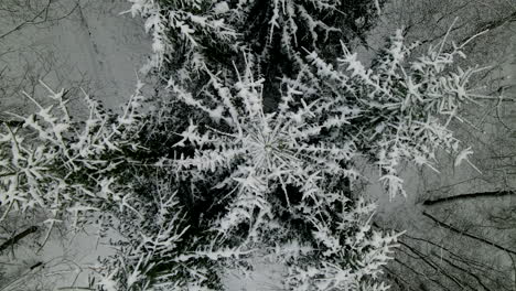 top view of snow covered conifers and bare trees of a forest during snowy season - aerial ascend