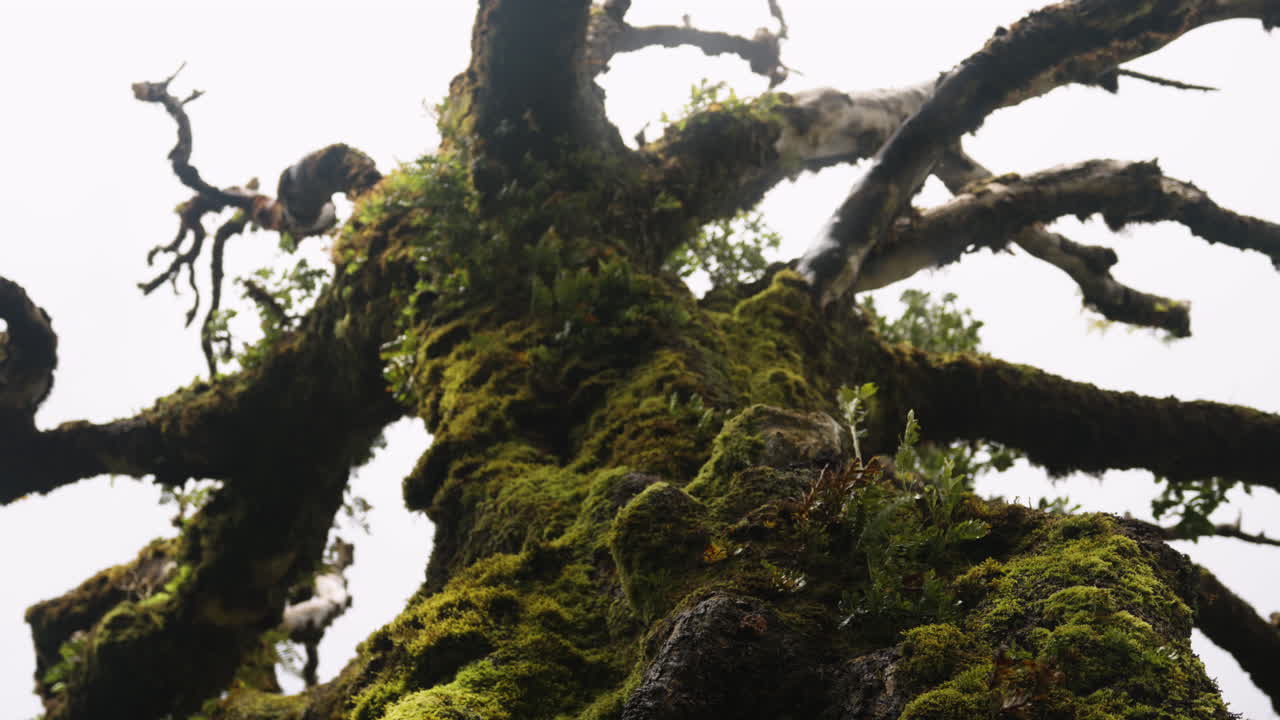 árbol lleno de musgo en el bosque de fanal en madeira, portugal