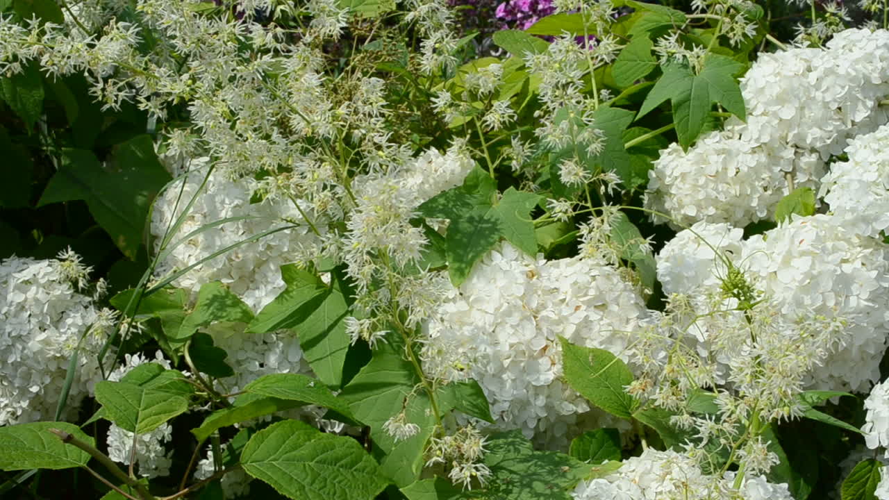 Flores en un jardín, cerca de la casa. Verano y flores