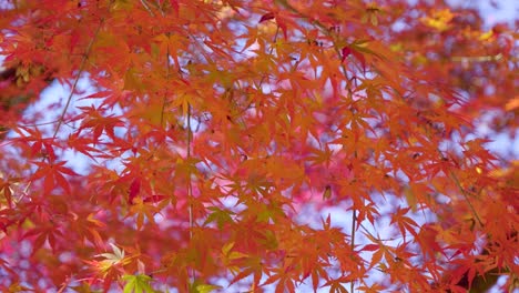 Stunning soft slow motion view of red maple leaf trees against blue sky
