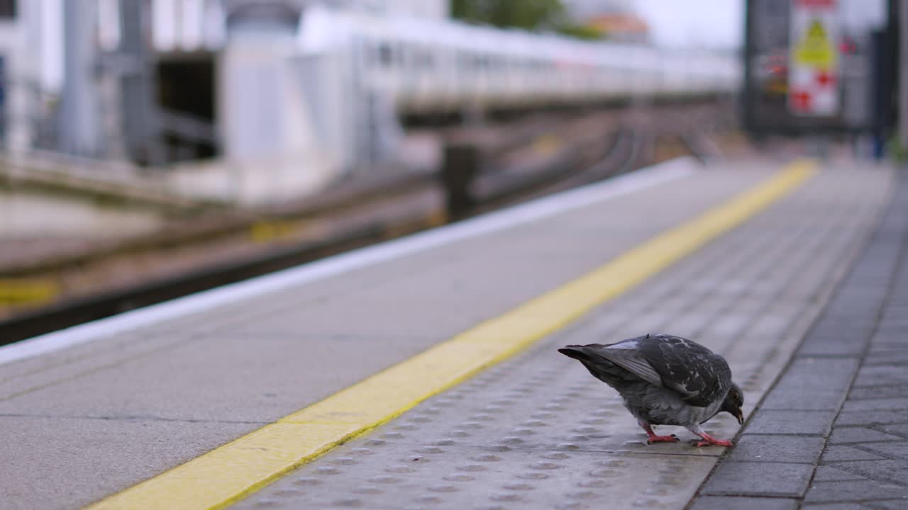 Pigeon Exploring Train Station Platform as Train Departs in Background with Shallow Depth of Field. Public Transportation in London, Great Britain