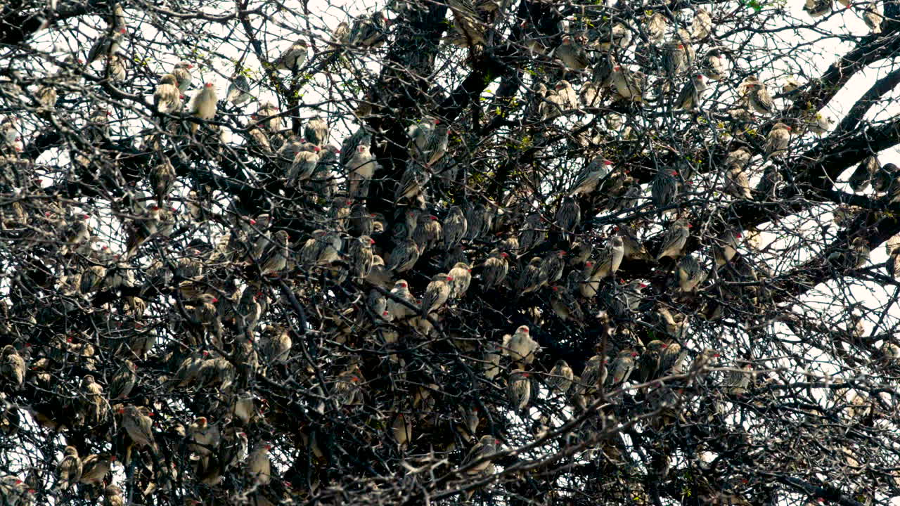 Big flock of Red-billed Quelea roosting in a bare tree