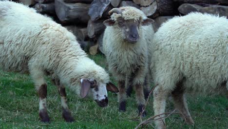 Tres-Jóvenes-Ovejas-Blancas-Alimentándose-De-Hierba-En-Un-Día-Nublado