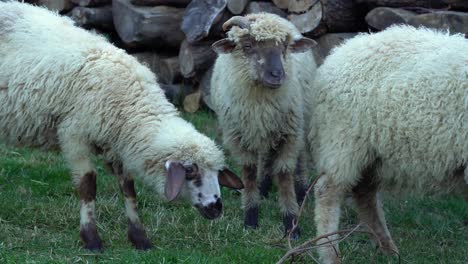 tres jóvenes ovejas blancas alimentándose de hierba en un día nublado