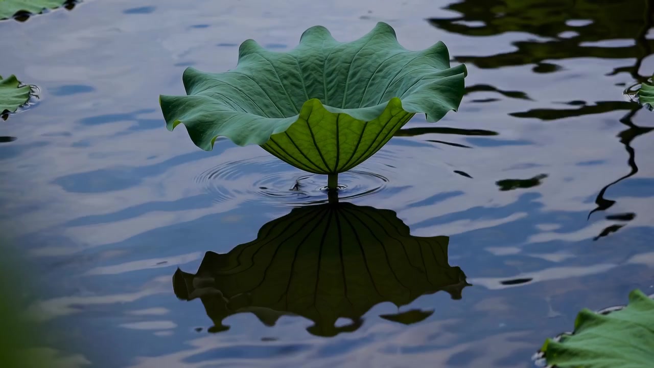 Foglia di loto verde che galleggia su acqua calma con riflesso