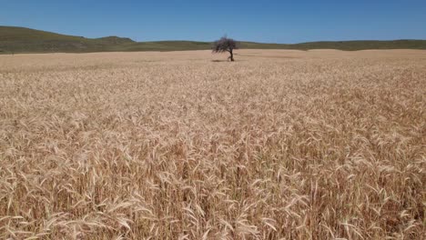 wheat waves as wind blows creating mesmerizing pattern broken by tree in distance