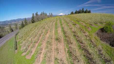 An-aerial-image-rising-up-over-blooming-apple-trees-reveals-Mt-Hood-Oregon-in-the-distance