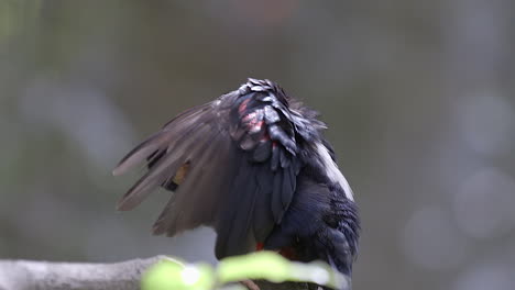 a beautiful red neck and belly bearded barbet grooming his left wing, side view - slow motion