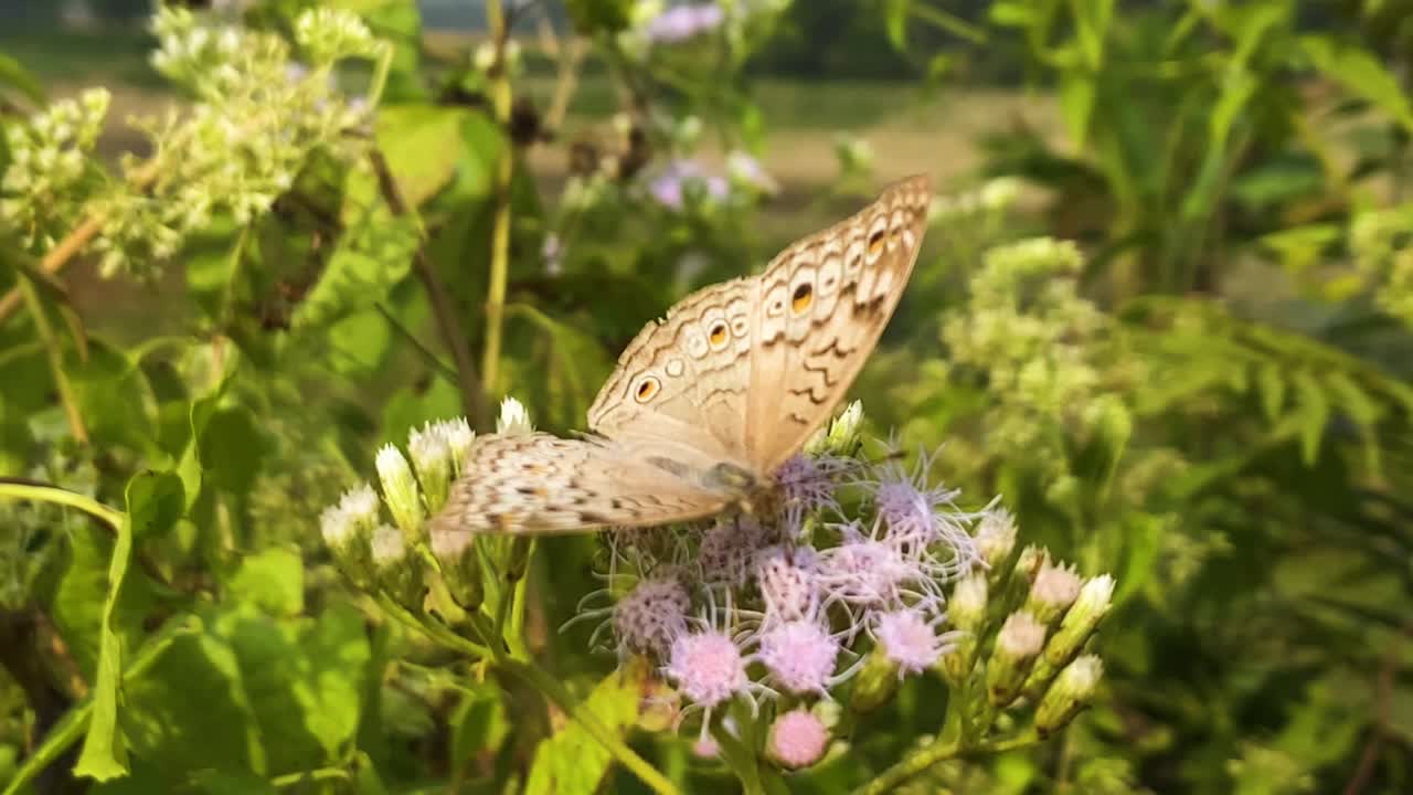 Le farfalle viola grigie volteggiano sui fiori di erba siamese. Fiori di Jack in the bush e Junonia atlites