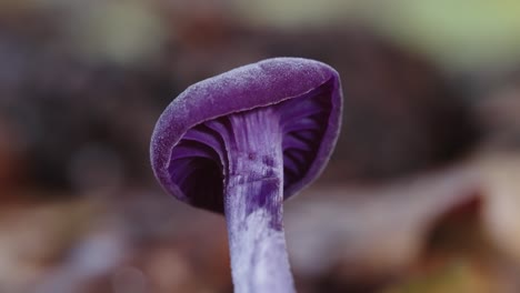 Hermoso-Hongo-Morado-Crece-En-El-Bosque,-Macro-Aislado-Con-Espacio-De-Copia