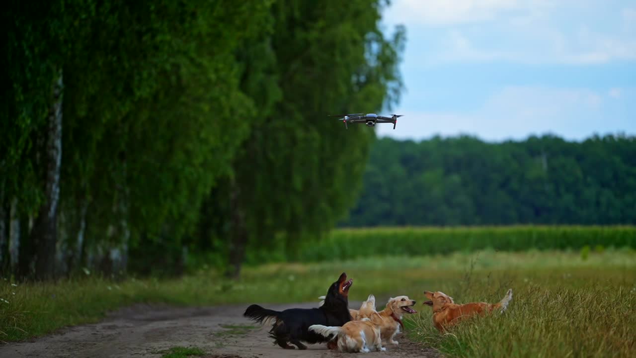 Small breed dog running outdoor. Happy walk of a dog. Dog on nature backgound catching quadrocopter. Small breeds. Video of dogs running.
